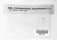 Cladosporium typharum image